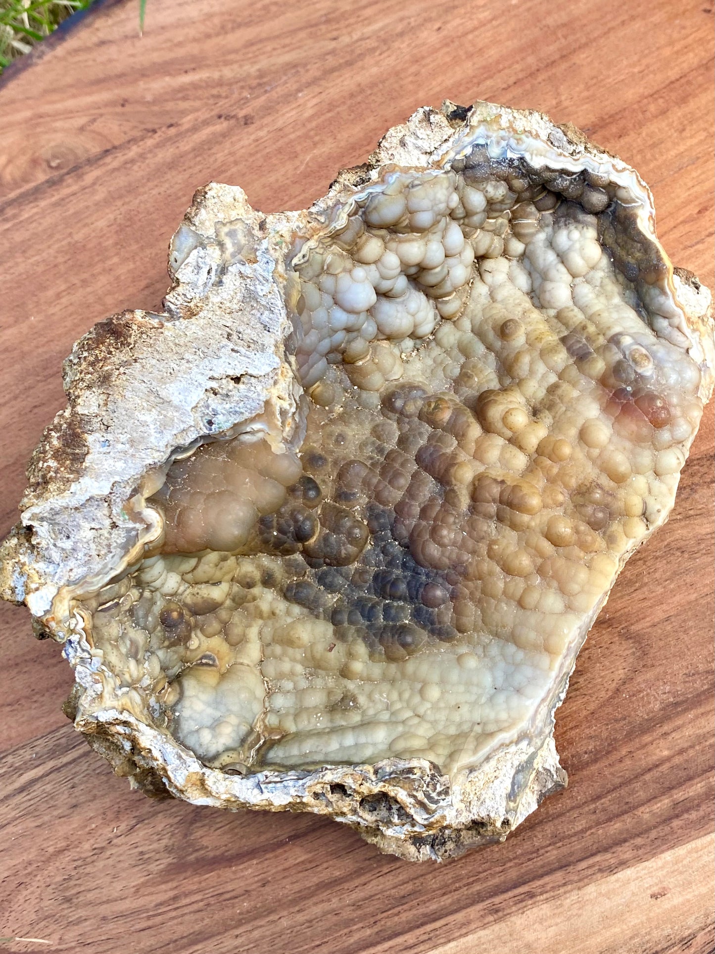 Agatized Coral Fossil Crystal Specimen