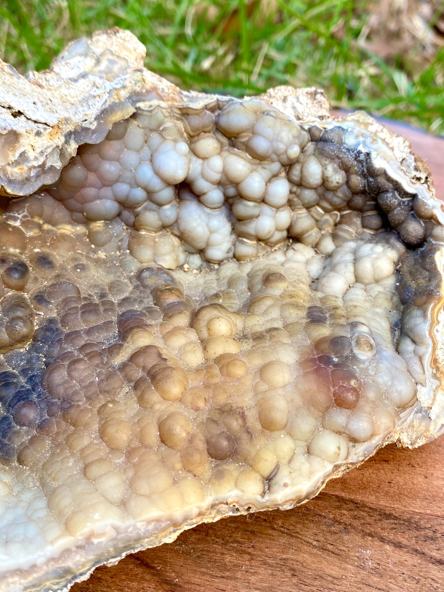 Agatized Coral Fossil Crystal Specimen
