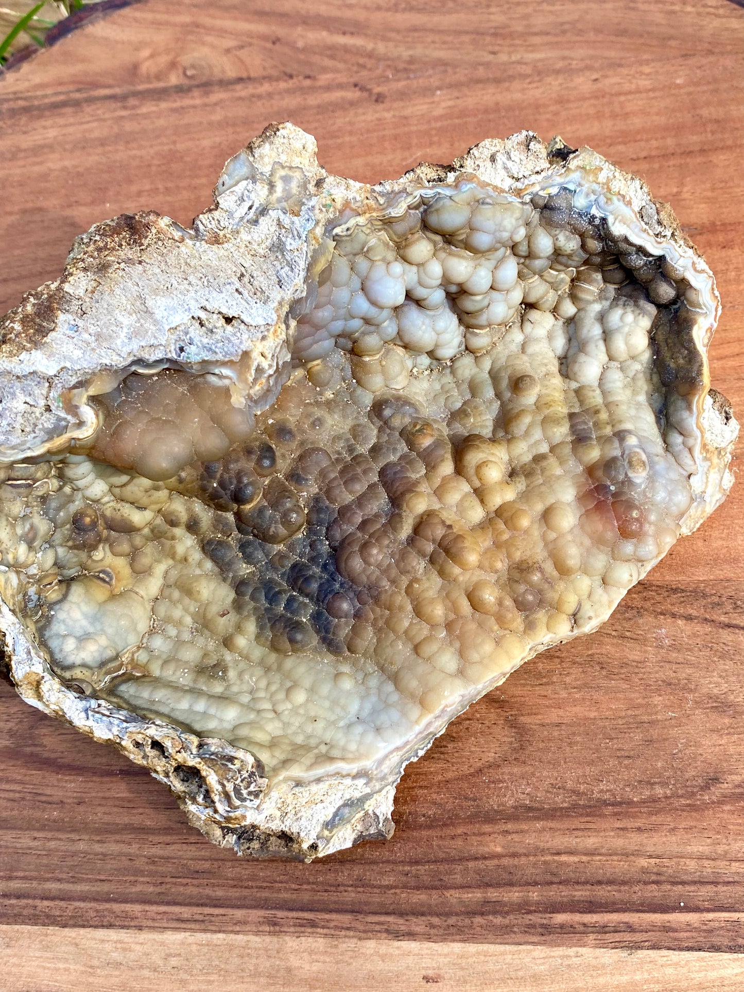 Agatized Coral Fossil Crystal Specimen
