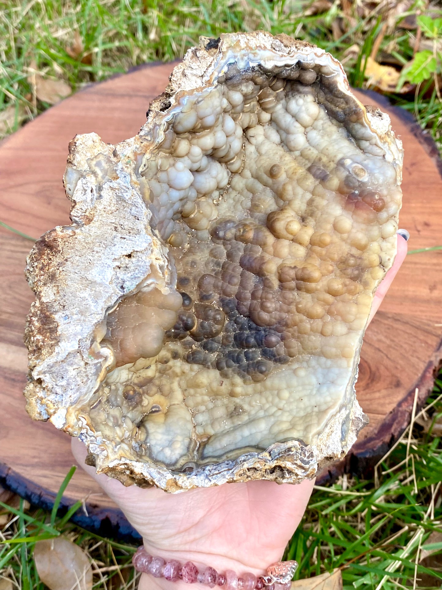 Agatized Coral Fossil Crystal Specimen