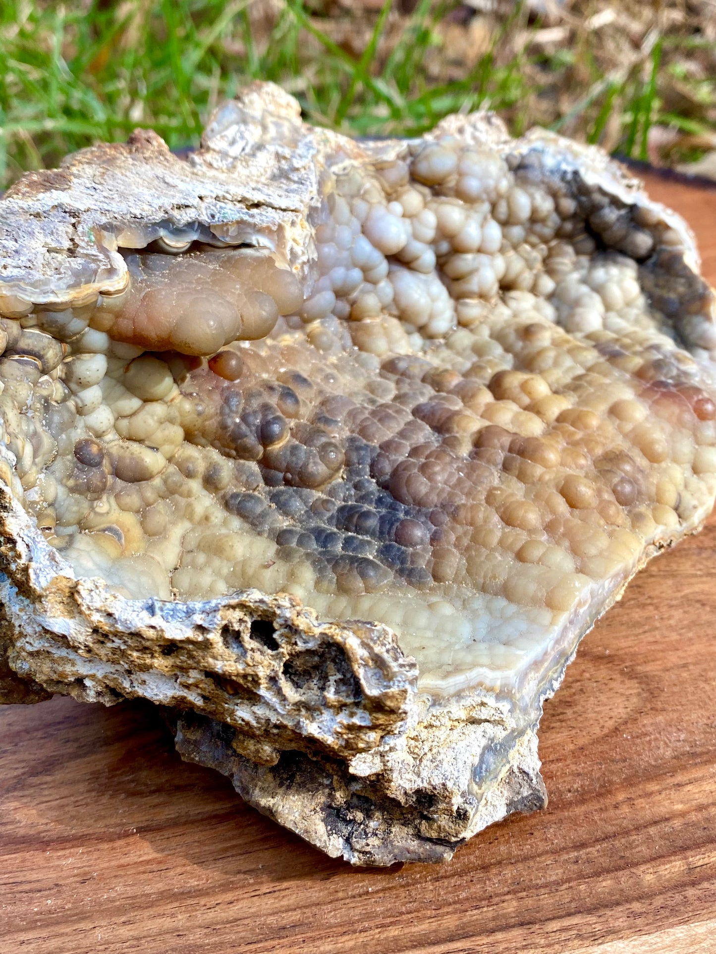 Agatized Coral Fossil Crystal Specimen